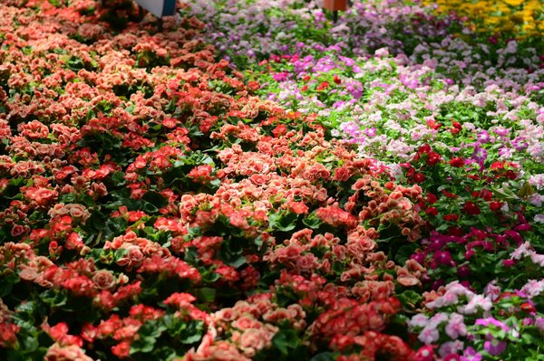 Pose de fenêtres dans le morbihan : guide complet pour un choix réussi